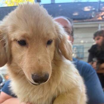 Mack -  Australian Shepherd and Cardigan Welsh Corgi Dog for Adoption in Hackett, Arkansas - Mack | PetCurious