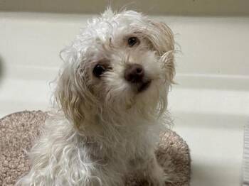 Teddy -  Labradoodle and Yorkshire Terrier Dog for Adoption in Portland, Oregon - Teddy | PetCurious
