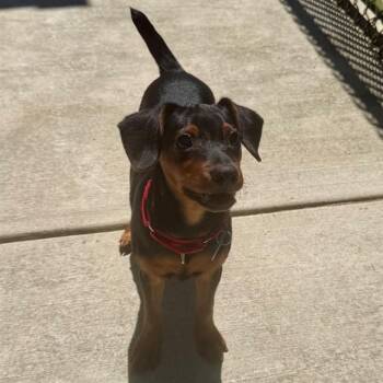 DOBBY THE HOUSE ELF -  Miniature Pinscher Dog for Adoption in Leesburg, Virginia - DOBBY THE HOUSE ELF | PetCurious