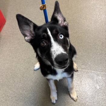 Nova -  German Shepherd Dog and Husky Dog for Adoption in Council Bluffs, Iowa - Nova | PetCurious