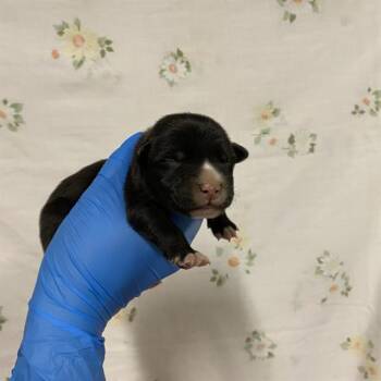 A613150 -  Pit Bull Terrier Dog for Adoption in Modesto, California - A613150 | PetCurious