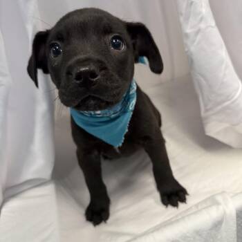 Disney -  Mixed Breed Dog for Adoption in Canal Winchester, Ohio - Disney | PetCurious