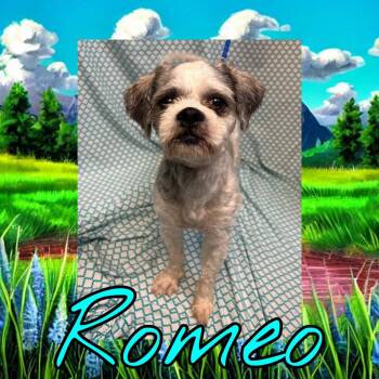 Romeo -  Shih Tzu Dog for Adoption in Royse City, Texas - Romeo | PetCurious