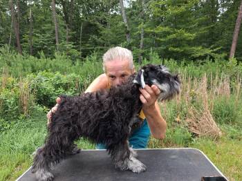 McCormic -  Miniature Schnauzer Dog for Sale in New Canton, Virginia - McCormic | PetCurious