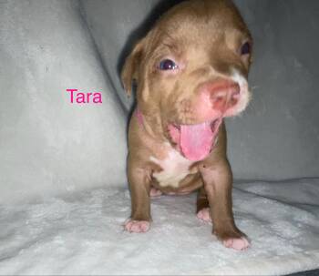 TARA -  Pit Bull Terrier and Mastiff Dog for Adoption in Discovery Bay, California - TARA | PetCurious