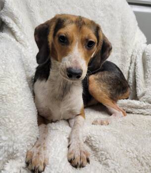 Acacia -  Beagle Dog for Adoption in Lisbon, Ohio - Acacia | PetCurious