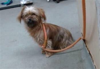 SALLY -  Terrier Dog for Adoption in Salinas, California - SALLY | PetCurious