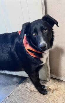 Border Collie Dogs Available for Adoption - Wednesday | PetCurious