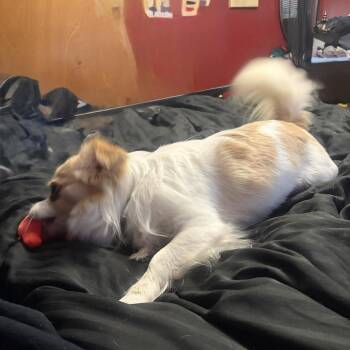 Pomeranian and Chihuahua Dogs Available for Adoption in Rochester, New York - Peanut | PetCurious