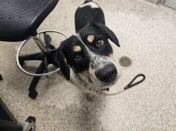DUNCAN -  Australian Cattle Dog Blue Heeler and Labrador Retriever Dog for Adoption in Pueblo, Colorado - DUNCAN | PetCurious