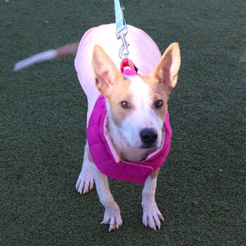 Rescue Mixed Breed Dogs for Adoption in Port Washington, New York - Tinker | PetCurious