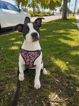 Lulu -  Pit Bull Terrier Dog for Adoption in Lodi, California - Lulu | PetCurious
