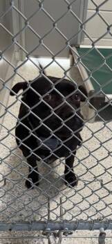 Dachshund and Mixed Breed Dogs Available for Adoption in Brunswick, Georgia - YAPPY | PetCurious