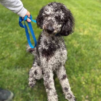 Poodle Dogs Available for Adoption in Columbia, Maryland - Pucci- #51109 | PetCurious