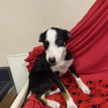 A614841 -  Border Collie Dog for Adoption in Modesto, California - A614841 | PetCurious