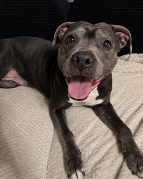 Gepetto -  Mixed Breed Dog for Adoption - Gepetto | PetCurious