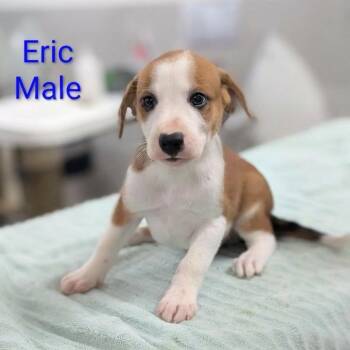 Eric -  Retriever and Mixed Breed Dog for Adoption in Griswold, Connecticut - Eric | PetCurious
