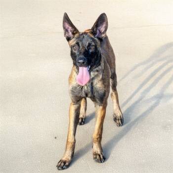 Rescue Belgian Shepherd Malinois Dogs for Adoption in St. Louis, Missouri - REVY | PetCurious