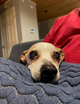 Jack Russell Terrier and Dachshund Dogs Available for Adoption - Melvin | PetCurious