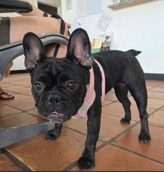 Lola -  French Bulldog Dog for Adoption in Manvel, Texas - Lola | PetCurious