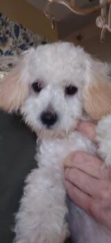 Bianca -  Maltese and Poodle Dog for Adoption in Spring, Texas - Bianca | PetCurious
