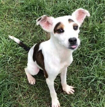 Millie -  Terrier Dog for Adoption in Magnolia Springs, Alabama - Millie | PetCurious