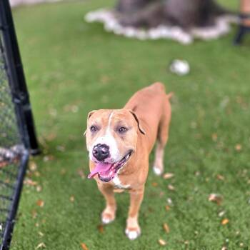 Arnold Schwarzenegger -  Mixed Breed Dog for Adoption in Port Charlotte, Florida - Arnold Schwarzenegger | PetCurious