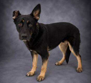 JERRY -  German Shepherd Dog and Mixed Breed Dog for Adoption in Winter Haven, Florida - JERRY | PetCurious