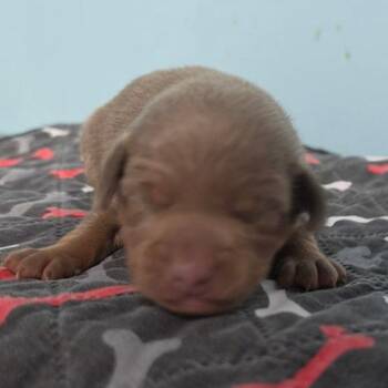 Taquitos -  Chihuahua and Mixed Breed Dog for Adoption in Jefferson City, Tennessee - Taquitos | PetCurious