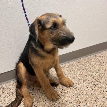 Dog 9/13/2026 -  Irish Wolfhound and Mixed Breed Dog for Adoption in Bullhead City, Arizona - Dog 9/13/2026 | PetCurious