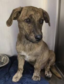 MARSHALL -  Pit Bull Terrier and Mixed Breed Dog for Adoption in Killeen, Texas - MARSHALL | PetCurious