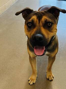 HOPE -  Pit Bull Terrier and Mixed Breed Dog for Adoption in Globe, Arizona - HOPE | PetCurious