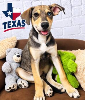 Texas -  German Shepherd Dog and Husky Dog for Adoption in Lucas, Texas - Texas | PetCurious
