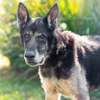 MAX -  German Shepherd Dog Dog for Adoption in Camarillo, California - MAX | PetCurious