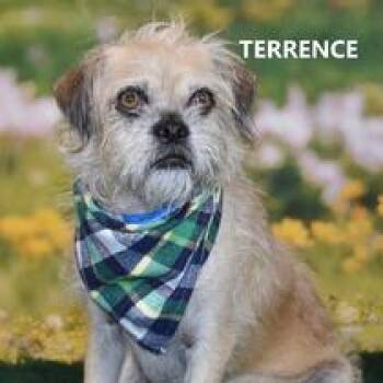 Rescue Brussels Griffon and Pug Dogs for Adoption in Scottsdale, Arizona - Terrence | PetCurious