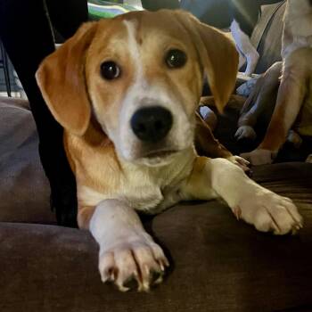 Retriever and Mixed Breed Dogs Available for Adoption - Martin | PetCurious