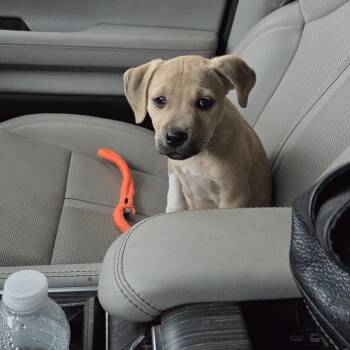 Sydney -  Black Mouth Cur Dog for Adoption in Pensacola, Florida - Sydney | PetCurious