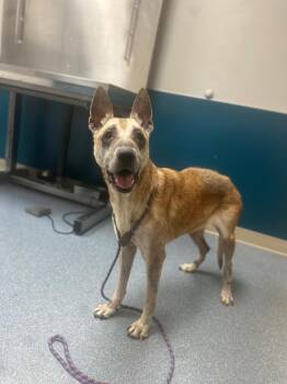 Chanel -  Shepherd Dog for Adoption in Pine Grove, Pennsylvania - Chanel | PetCurious