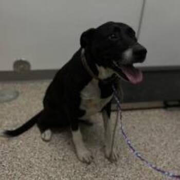 Dog 2 07/11/2026 -  Border Collie and Mixed Breed Dog for Adoption in Bullhead City, Arizona - Dog 2 07/11/2026 | PetCurious
