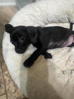 Olive -  Chihuahua and Dachshund Dog for Adoption in Maryville, Tennessee - Olive | PetCurious