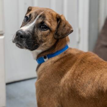 Rescue Hound and Shepherd Dogs for Adoption in Pawling, New York - Matcha | PetCurious