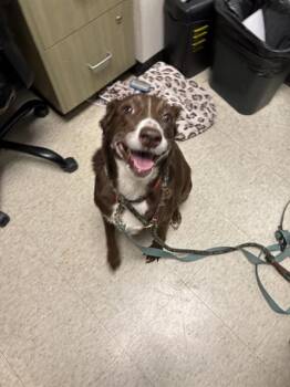 Paris A220164 -  Australian Shepherd Dog for Adoption in Plano, Texas - Paris A220164 | PetCurious