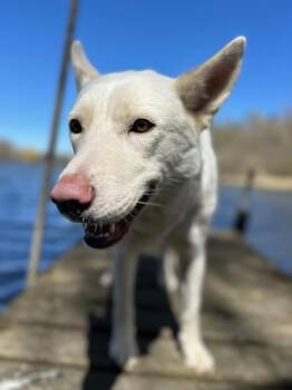 German Shepherd Dog Dogs Available for Adoption in Lakeville, Minnesota - Anna | PetCurious