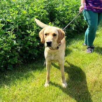 CT McCulley -  Golden Retriever and Mixed Breed Dog for Adoption in Stormville, New York - CT McCulley | PetCurious