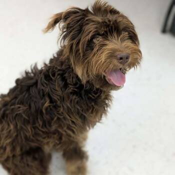 Milo -  Poodle and Australian Shepherd Dog for Adoption in Chanute, Kansas - Milo | PetCurious