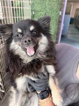 61081270 -  Pomeranian and Mixed Breed Dog Available for Adoption in El Paso, Texas - 61081270 | PetCurious