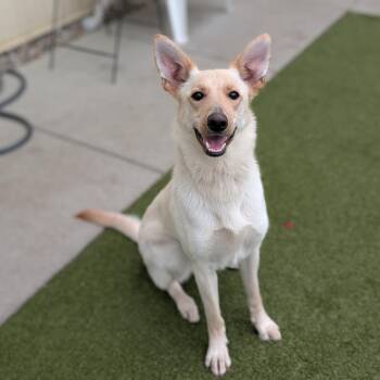 Mixed Breed Dogs Available for Adoption in Toledo, Ohio - Misty | PetCurious