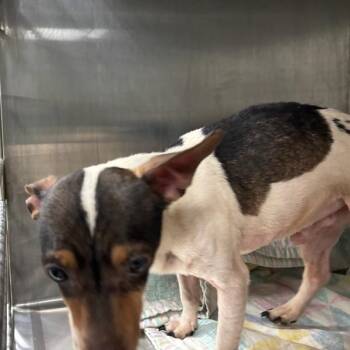 Noodle -  Rat Terrier Dog for Adoption in Des Moines, Iowa - Noodle | PetCurious