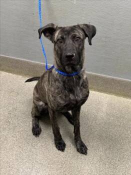 CLEOPATRA -  Pit Bull Terrier and Mixed Breed Dog for Adoption in Las Vegas, Nevada - CLEOPATRA | PetCurious