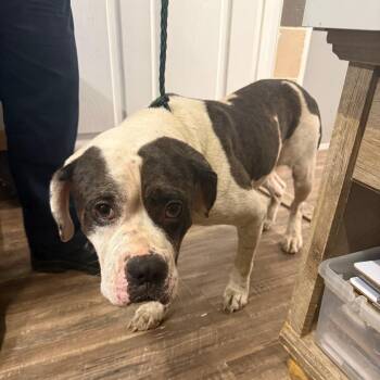 Cuddles -  Pit Bull Terrier and Mixed Breed Dog for Adoption in Evensville, Tennessee - Cuddles | PetCurious